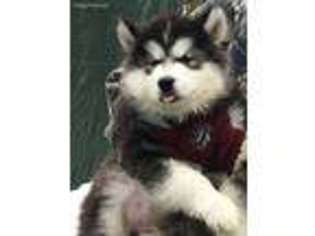 Alaskan Malamute Puppy for sale in Madison, ME, USA