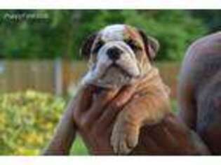 Bulldog Puppy for sale in Detroit, MI, USA