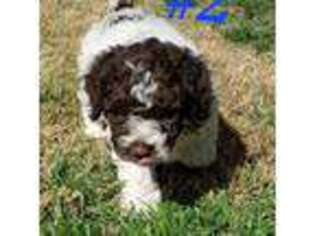 Lagotto Romagnolo Puppy for sale in Alamogordo, NM, USA