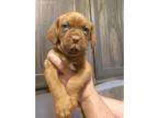 American Bull Dogue De Bordeaux Puppy for sale in Dittmer, MO, USA