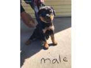 Rottweiler Puppy for sale in Oak Park, MI, USA