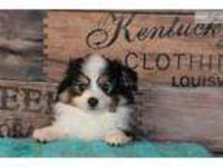 Miniature Australian Shepherd Puppy for sale in Salt Lake City, UT, USA