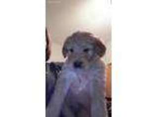 Goldendoodle Puppy for sale in Cherokee, IA, USA