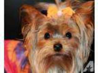 Yorkshire Terrier Puppy for sale in HERSHEY, PA, USA