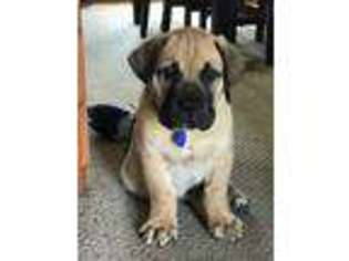 Boerboel Puppy for sale in Mashpee, MA, USA