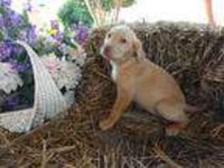 Labrador Retriever Puppy for sale in Gordon, GA, USA