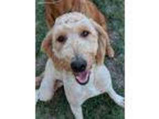 Goldendoodle Puppy for sale in Lipan, TX, USA