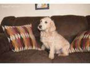 Labradoodle Puppy for sale in Nottingham, PA, USA