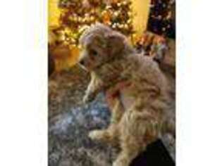 Mutt Puppy for sale in White Plains, NY, USA