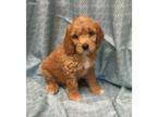 Labradoodle Puppy for sale in Port Hueneme, CA, USA