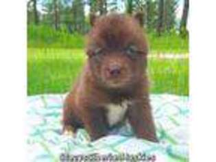 Siberian Husky Puppy for sale in Savannah, GA, USA
