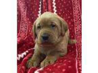 Labrador Retriever Puppy for sale in Annville, PA, USA