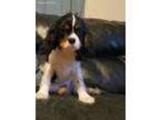 Cavalier King Charles Spaniel Puppy for sale in Griffithsville, WV, USA