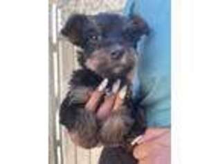 Yorkshire Terrier Puppy for sale in Norco, CA, USA