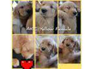 Golden Retriever Puppy for sale in Benton City, WA, USA