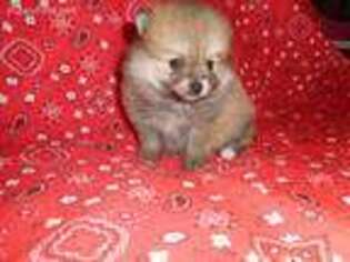 Pomeranian Puppy for sale in Kershaw, SC, USA