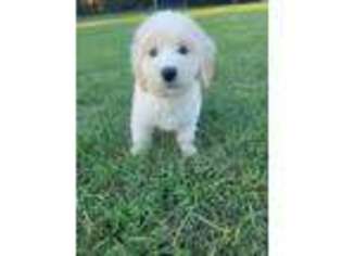 Goldendoodle Puppy for sale in Ashburn, VA, USA