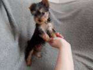 Yorkshire Terrier Puppy for sale in Kingman, IN, USA
