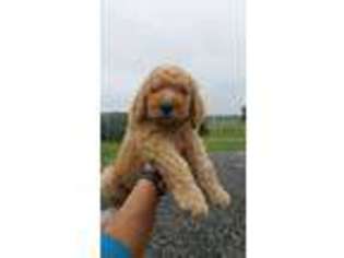 Goldendoodle Puppy for sale in Rising Sun, IN, USA