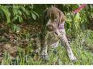 German Shorthaired Pointer Puppy for sale in Orlando, FL, USA