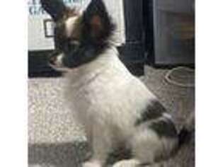 Papillon Puppy for sale in Richfield, UT, USA