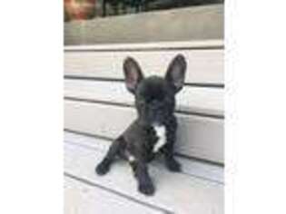 French Bulldog Puppy for sale in Eatonton, GA, USA