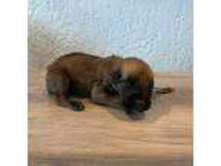 Boerboel Puppy for sale in Deltona, FL, USA
