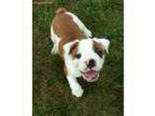 Bulldog Puppy for sale in Sullivan, OH, USA