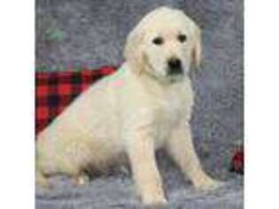 Mutt Puppy for sale in Cambridge Springs, PA, USA