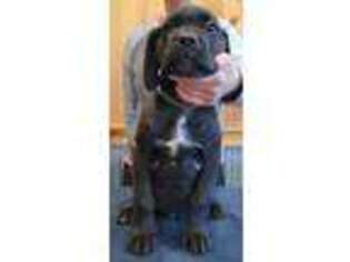 Cane Corso Puppy for sale in Maysville, KY, USA