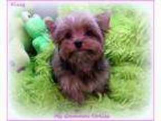 Yorkshire Terrier Puppy for sale in Ephrata, WA, USA