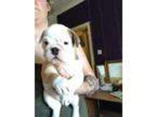 Bulldog Puppy for sale in Ruskin, FL, USA