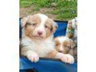 Australian Shepherd Puppy for sale in Alton, MO, USA