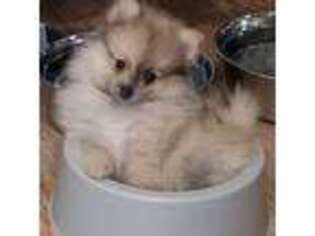 Pomeranian Puppy for sale in Glen Burnie, MD, USA