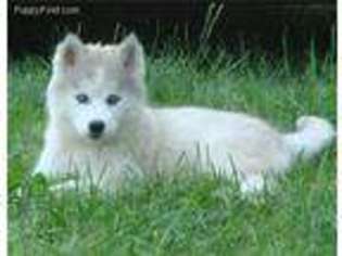 Siberian Husky Puppy for sale in Cookeville, TN, USA