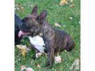 French Bulldog Puppy for sale in MORA, MN, USA
