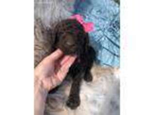 Goldendoodle Puppy for sale in Claremore, OK, USA