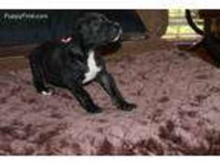 Great Dane Puppy for sale in Thomaston, GA, USA
