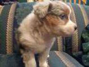 Miniature Australian Shepherd Puppy for sale in Adams, WI, USA