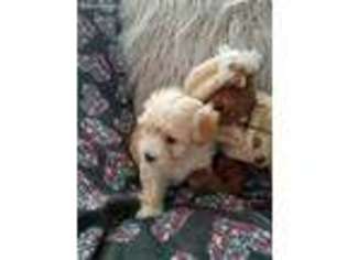 Mutt Puppy for sale in Newbury Park, CA, USA