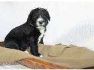 Mutt Puppy for sale in Lowry City, MO, USA