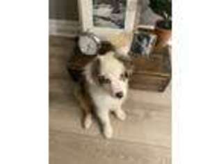 Australian Shepherd Puppy for sale in Wichita, KS, USA
