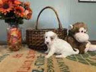 Goldendoodle Puppy for sale in Neosho, MO, USA