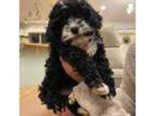 Cavapoo Puppy for sale in Granger, WA, USA