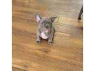 French Bulldog Puppy for sale in Chandler, MN, USA