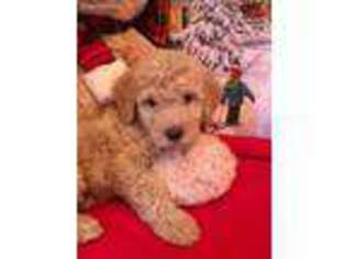 Goldendoodle Puppy for sale in Hiram, GA, USA