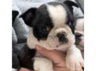 Boston Terrier Puppy for sale in Galion, OH, USA