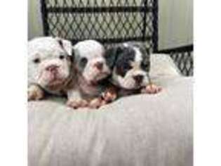 Bulldog Puppy for sale in Carteret, NJ, USA