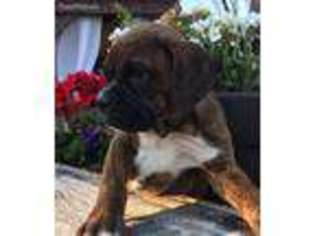 Boxer Puppy for sale in Salem, IL, USA