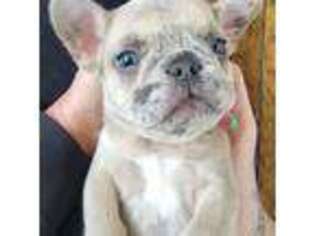 French Bulldog Puppy for sale in Middletown, NJ, USA